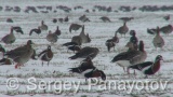 Video of Red-breasted goose - Red-breasted Goose eating grass in winter snow fields